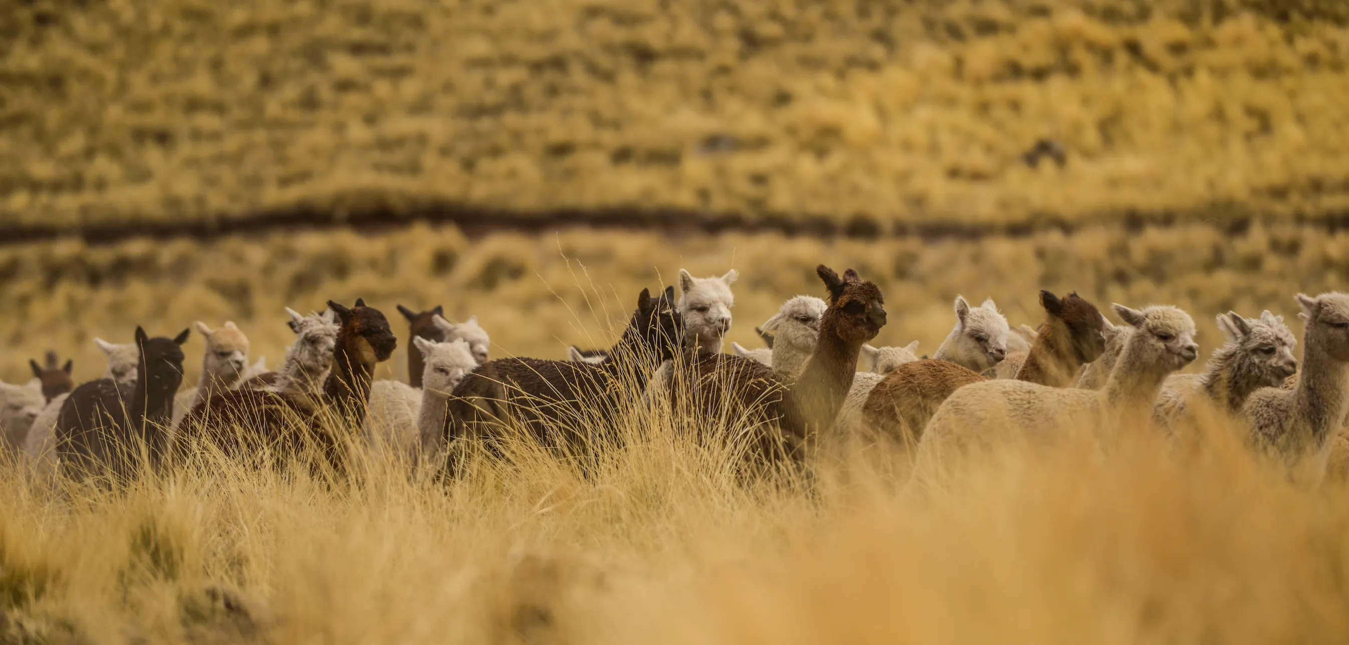 Montaña | Alpaca Mountaineering Socks